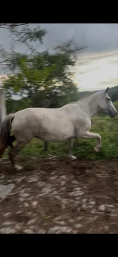Égua Mangalarga Marchador