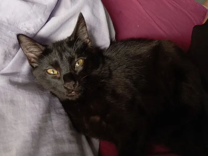 Gato preto 