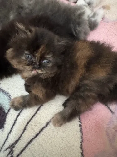Gata persa filhote