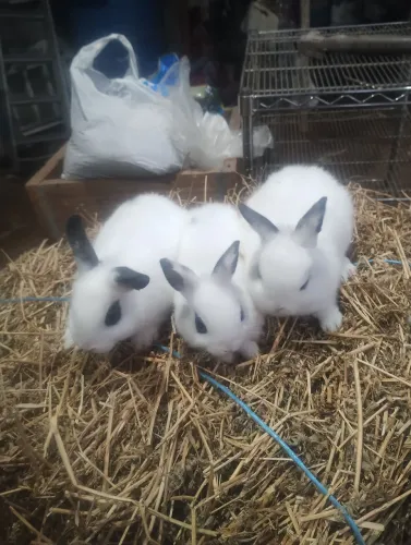 Chalé dos mini coelhos
