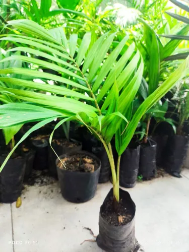 Muda de palmeira real 