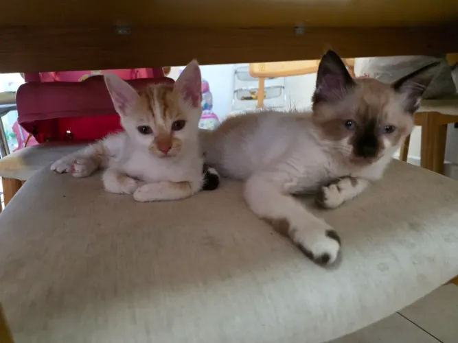 Doa-se Gatos