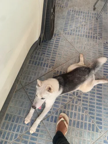 Vende-se cachorro 
