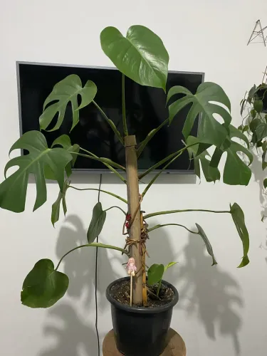 Planta costela de Adão