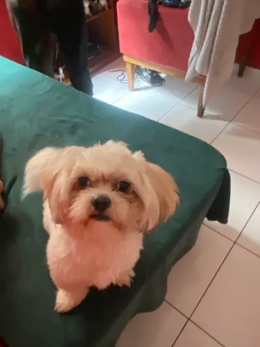 Cachorro