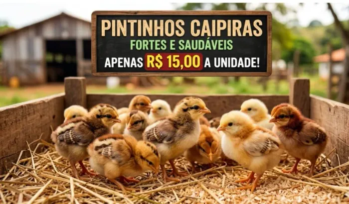 Pintinhos Caipira