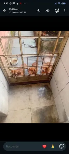 Filhotes de Dachshund 