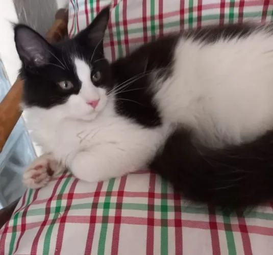 Maine Coon frajola
