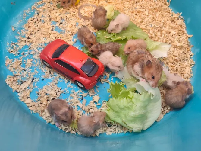 Hamster