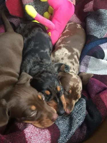 Dachshund Conquista Com Sua Personalidade Única