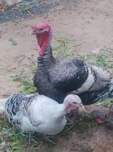 Vende-se Casal de Perus