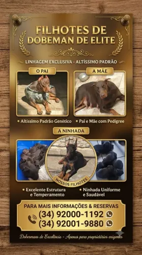 Filhotes de Doberman 