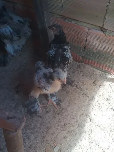 V/ pintos da raça Brahma original 