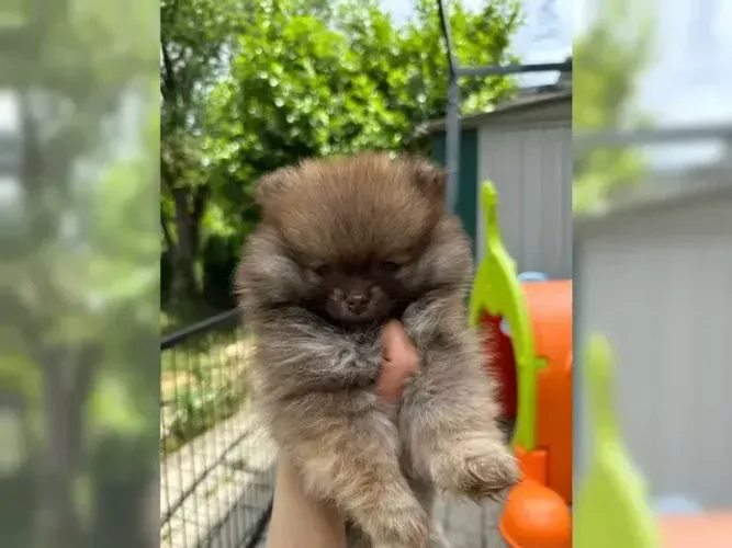 Filhote de cachorro sociável e alegre Spitz Alemão/ Lulu da Pomerânia/ anão/ anãozinho