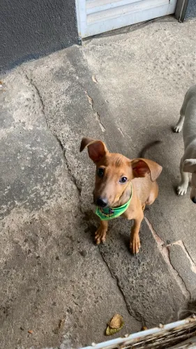 Cachorrinho super dócil mistura de salsicha 
