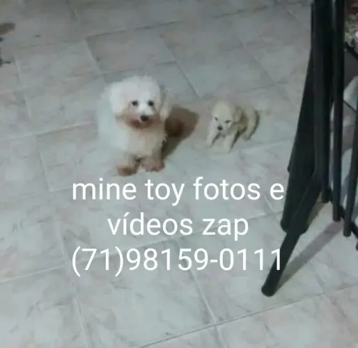 Poodle mine toy macho aceito cartões