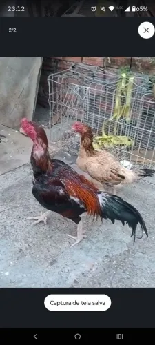 Galos de raça mura