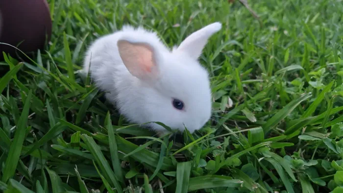 Mini coelhos.( raça mini lop)