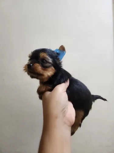 Yorkshire terrier 