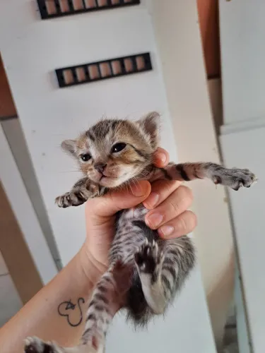 Gatinhos para doação