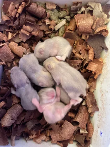 Vendo filhote de Hamster Anão Russo