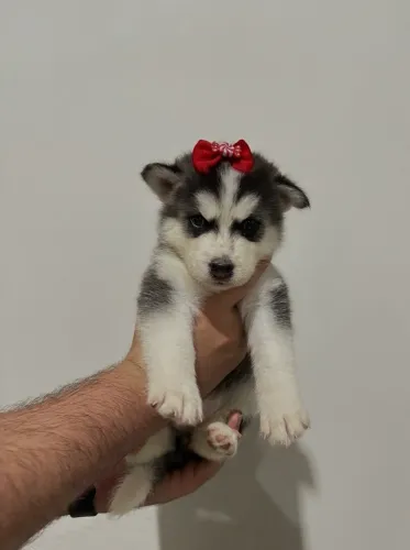 Filhotes de Husky Siberiano