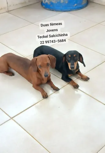 Teckel Basset salcichinha Femea