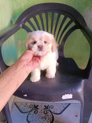 Um filhote de Shitzu macho lindo ?
