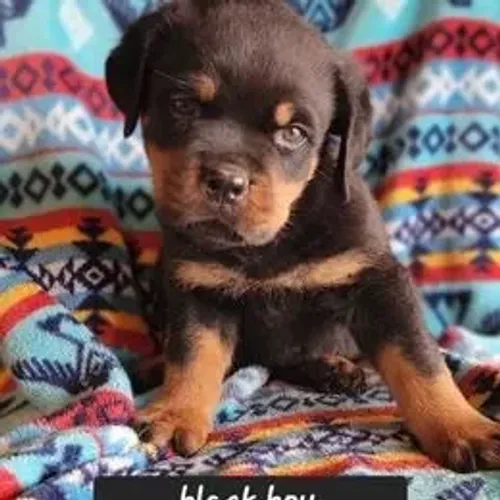 Rottweiler,Rottweiler Filhote Pronto Para Novo Lar
