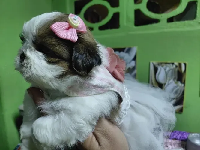 Shihtzu