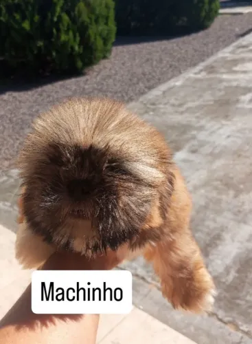 Shihtzu 