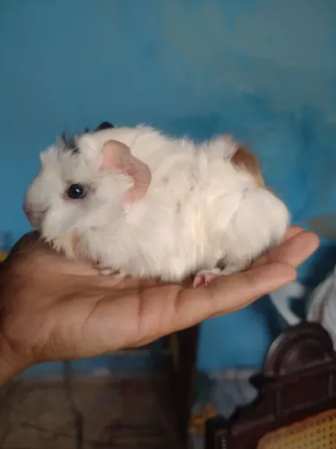 Filhote de Porquinho angorá