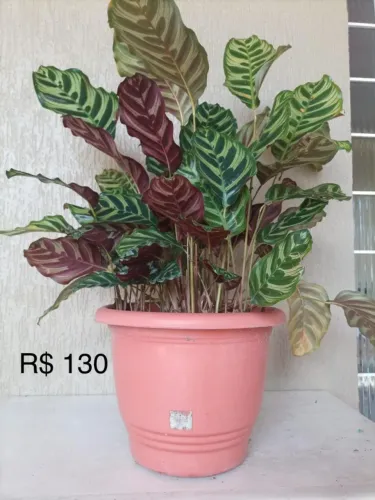PALMEIRAS, ESPADA DE SÃO JORGE, MARANTA PAVÃO