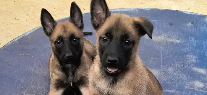 Filhotes pastor belga malinois macho