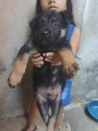 Pasto alemão 