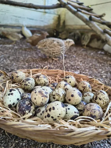 Ovos férteis de codorna gigante e japônica/japonesa 30 ovos