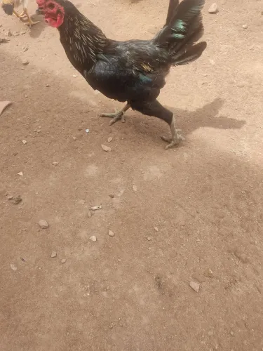 Frango a venda chamar no sap