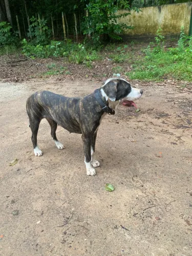Bandog Fila OFB
