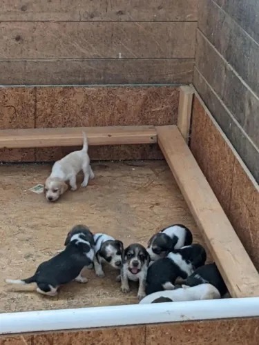 Beagle muito carinhoso 