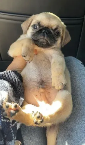 Pug O próximo membro da família pode ter quatro patas