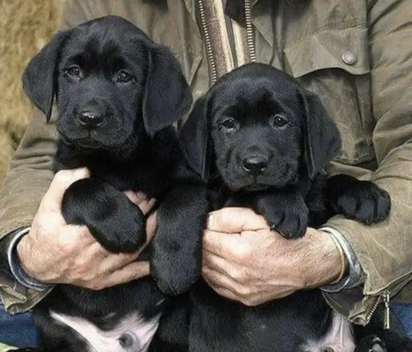Labrador filhotes com muita elegância e beleza