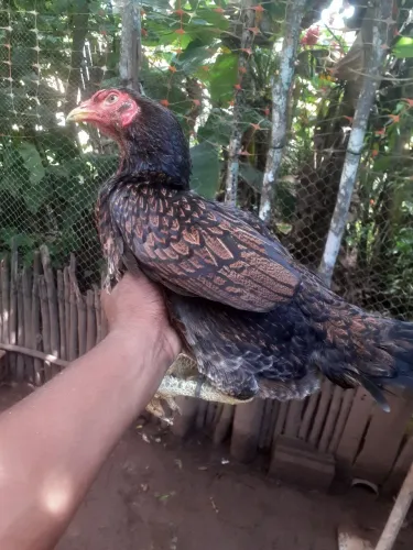 Galinha de raça 