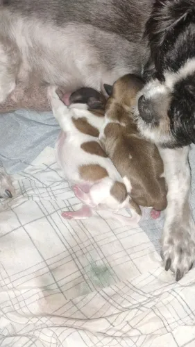 Vendo ninhada Shitzu padrão CKBC 100 puro