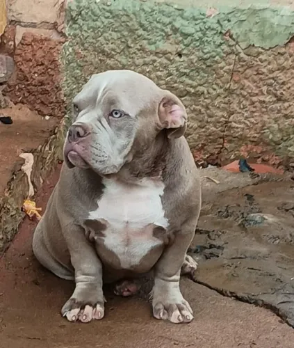 Filhotes american bully femeas, assistencia veterinaria
