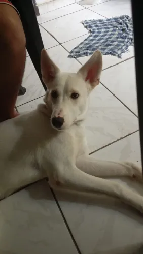 Cachorro resgatado está procurando um novo lar