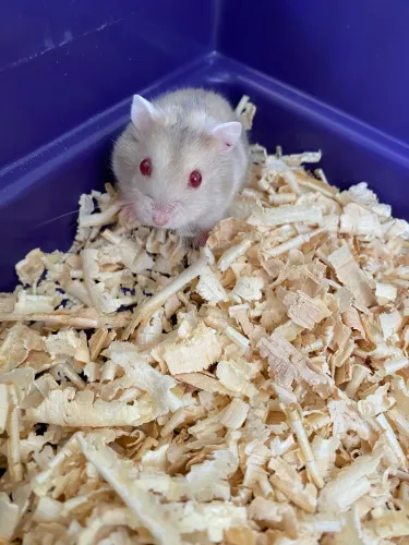 Hamster