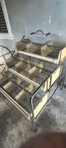 Gaiola bateria para codornas