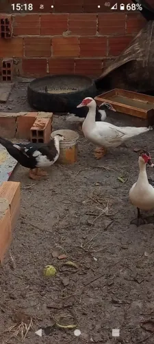 Vendo pato valor 60 a unidade 