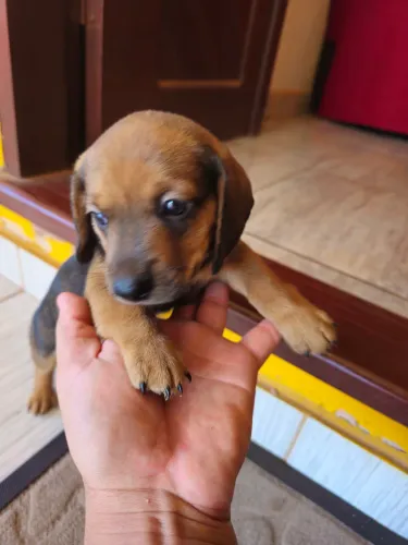 Salsicha Dachshund puro macho do pequeno
