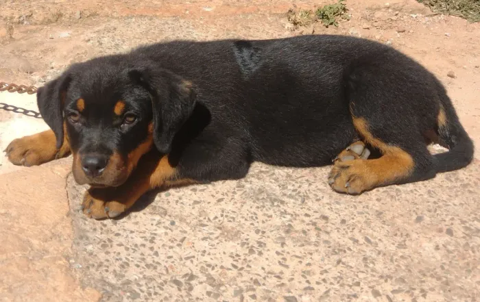 Rottweiler filhote